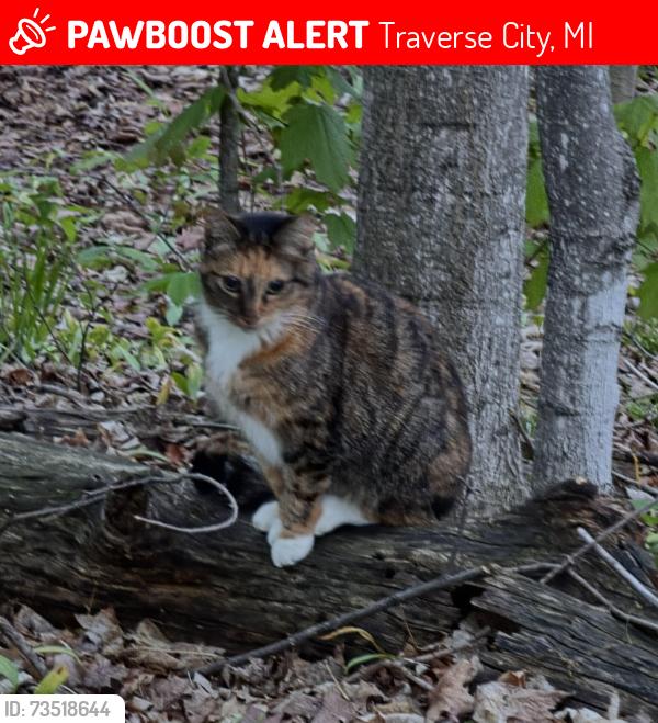 Lost Female Cat last seen Straight rd, Traverse City, MI 49684