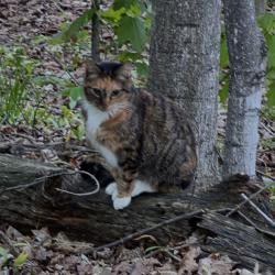 Lost Female Cat last seen Straight rd, Traverse City, MI 49684