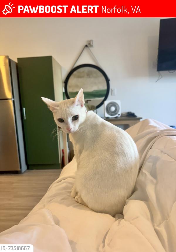 Lost Female Cat last seen Near Leyte Ave, Norfolk, VA 23510