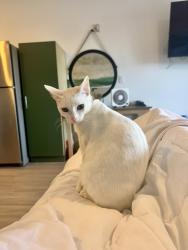 Lost Female Cat last seen Near Leyte Ave, Norfolk, VA 23510