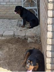 Lost Unknown Dog last seen Chumuckla hwy, Pace, FL 32571