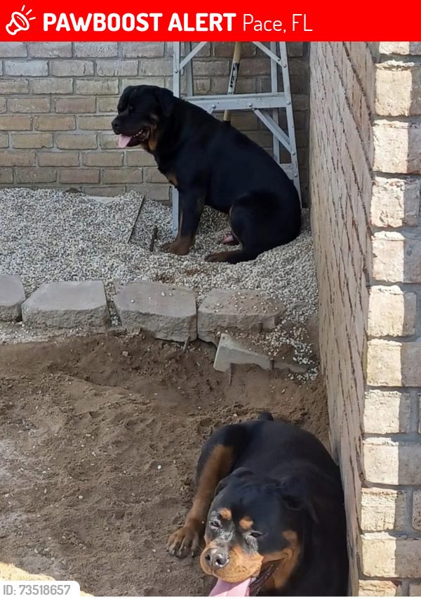 Lost Unknown Dog last seen Chumuckla hwy, Pace, FL 32571