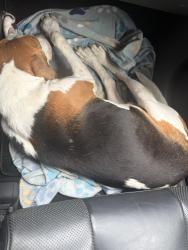 Found/Stray Male Dog last seen Hawkins Creek Neighborhood, Blythewood, SC 29016