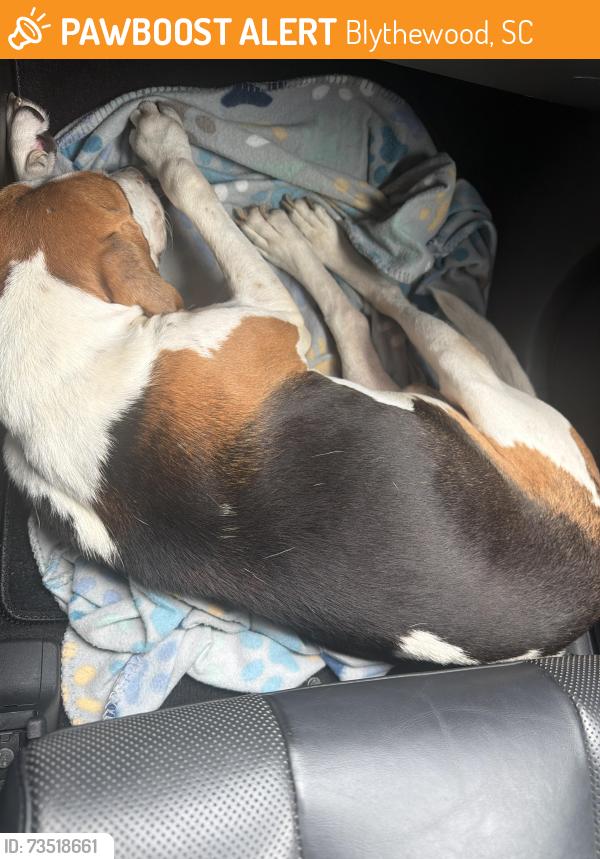 Found/Stray Male Dog last seen Hawkins Creek Neighborhood, Blythewood, SC 29016