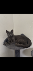 Lost Female Cat last seen Near Lakewood rd, Lake Worth Beach, FL 33461
