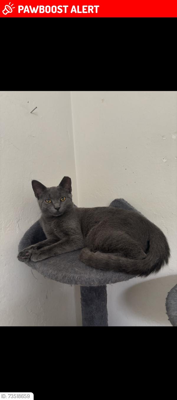 Lost Female Cat last seen Near Lakewood rd, Lake Worth Beach, FL 33461