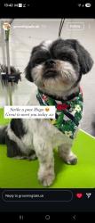Lost Male Dog last seen Wilbrahim arms, Alsager, England 