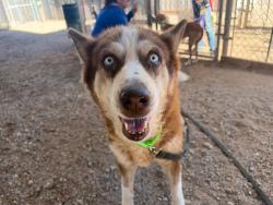 Shelter Stray Female Dog last seen , 4000 N Silverbell Rd, Tucson, AZ 85745, USA