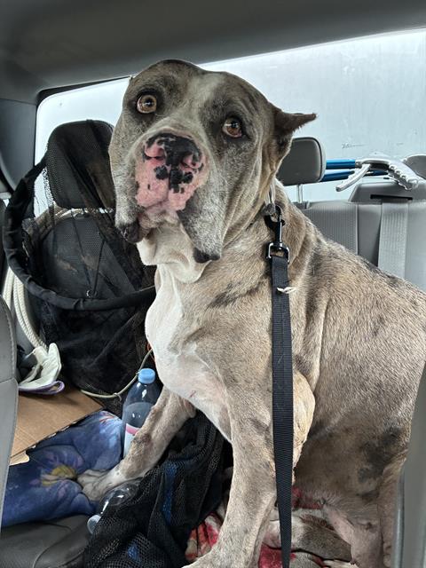 Shelter Stray Female Dog last seen Near BLOCK S CHOCTAW RD, CHOCTAW OK 73020, 2811 SE 29th St, Oklahoma City, OK 73129, USA