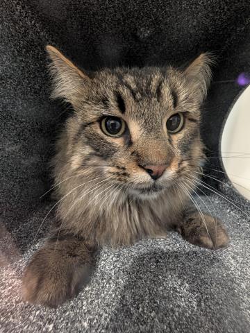 Shelter Stray Male Cat last seen Near BLOCK S QUEBEC ST, DENVER CO 80231, 2080 S Quebec St, Denver, CO 80231, USA