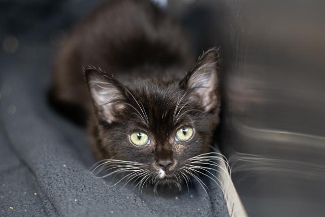 Shelter Stray Female Cat last seen CHARLOTTE, 8315 Byrum Dr, Charlotte, NC 28217, USA