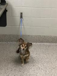 Shelter Stray Male Dog last seen Near BLOCK HWY 2 #27 80022, 12155 Park Blvd, Brighton, CO 80601, USA