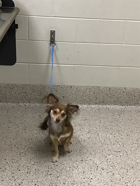 Shelter Stray Male Dog last seen Near BLOCK HWY 2 #27 80022, 12155 Park Blvd, Brighton, CO 80601, USA