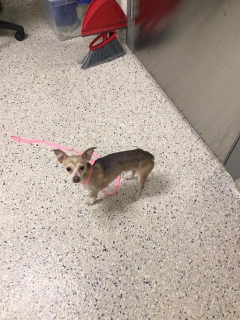 Shelter Stray Male Dog last seen Near BLOCK UTE PEAK ALLEY, 12155 Park Blvd, Brighton, CO 80601, USA