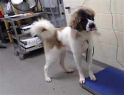 Shelter Stray Female Dog last seen Near BLOCK W BAYAUD AVE, DENVER CO 80223, 1241 W Bayaud Ave, Denver, CO 80223, USA