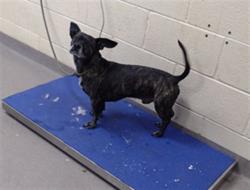 Shelter Stray Male Dog last seen Near BLOCK LIMA ST, AURORA, CO 80010, 1241 W Bayaud Ave, Denver, CO 80223, USA