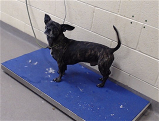 Shelter Stray Male Dog last seen Near BLOCK LIMA ST, AURORA, CO 80010, 1241 W Bayaud Ave, Denver, CO 80223, USA