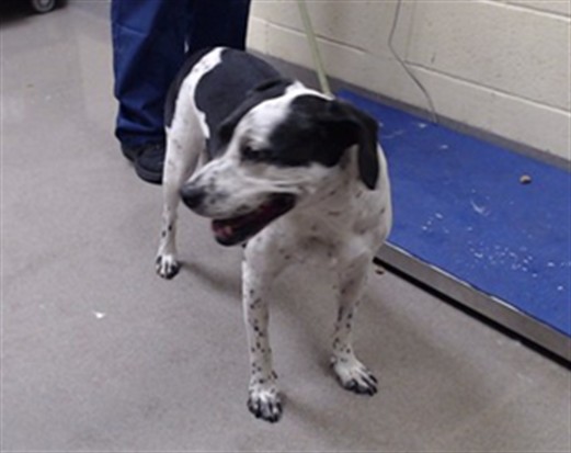 Shelter Stray Female Dog last seen Near BLOCK W BAYAUD AVE, DENVER CO 80223, 1241 W Bayaud Ave, Denver, CO 80223, USA