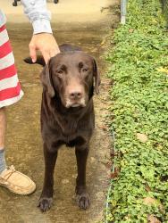 Reunited Male Dog last seen Property across Lyons chapel in our front yard, Elizabethton, TN 37643