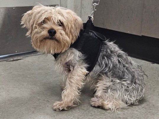 Shelter Stray Male Dog last seen , 14409 Vanowen St, Van Nuys, CA 91405, USA