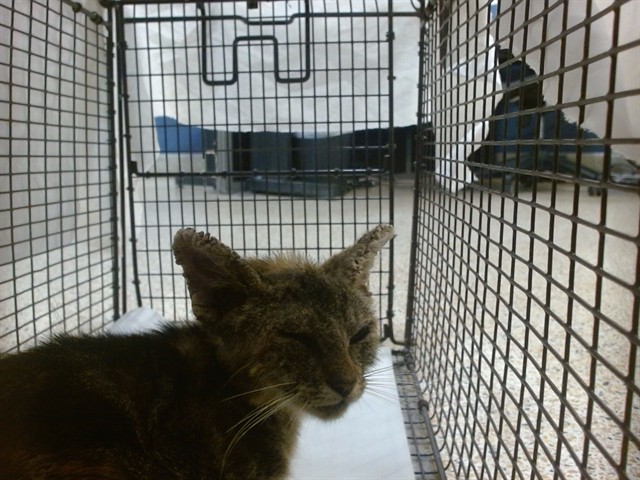 Shelter Stray Female Cat last seen Near BLOCK ORDINA DR, 3599 NW 79th Ave, Doral, FL 33122, USA