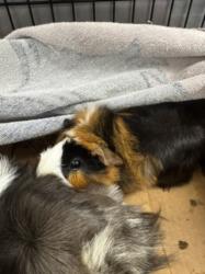 Shelter Stray Female Other last seen , 14409 Vanowen St, Van Nuys, CA 91405, USA