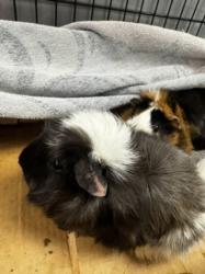 Shelter Stray Female Other last seen , 14409 Vanowen St, Van Nuys, CA 91405, USA