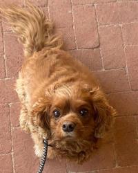 Shelter Stray Female Dog last seen S ROLLING HILLS DR, 1150 11 Mile Corner, Casa Grande, AZ 85194, USA