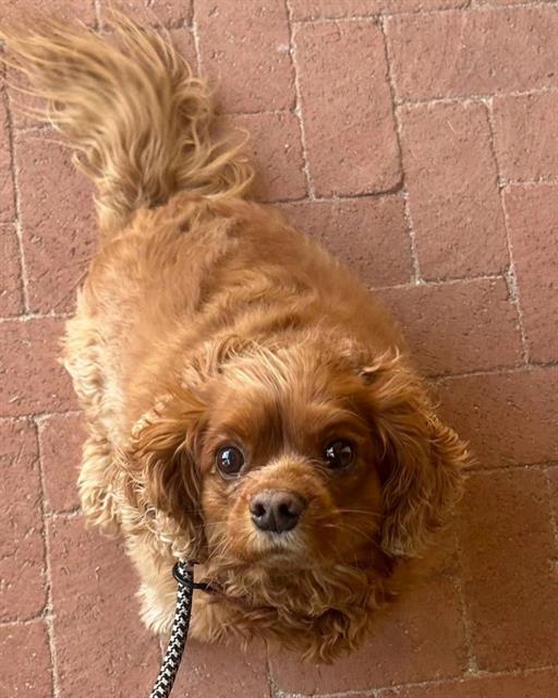 Shelter Stray Female Dog last seen S ROLLING HILLS DR, 1150 11 Mile Corner, Casa Grande, AZ 85194, USA