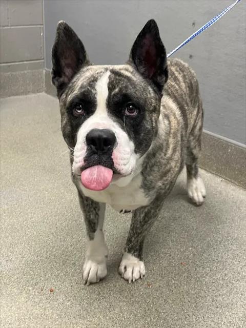 Shelter Stray Male Dog last seen Near BLOCK CLAYTON ST, NORTH LAS VEGAS NV 89031, 655 N Mojave Rd, Las Vegas, NV 89101, USA