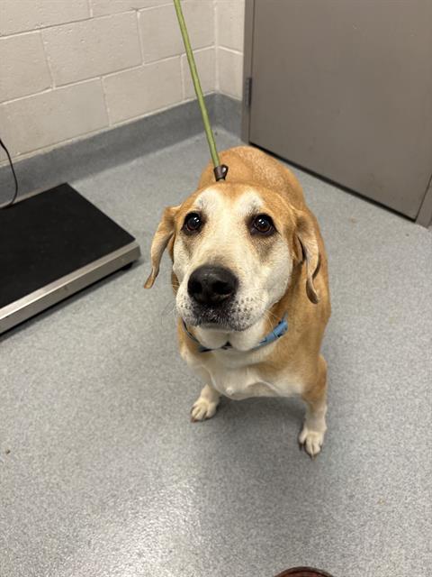 Shelter Stray Male Dog last seen Near, 5001 E Raymond St, Indianapolis, IN 46203, USA