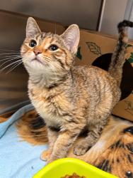 Shelter Stray Female Cat last seen BEL RIDGE,63121, 10521 Baur Blvd, Olivette, MO 63132, USA
