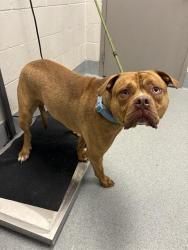 Shelter Stray Male Dog last seen Near, 5001 E Raymond St, Indianapolis, IN 46203, USA