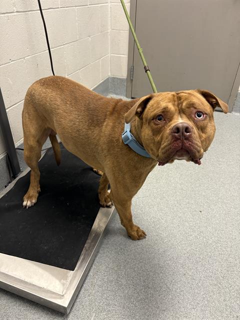 Shelter Stray Male Dog last seen Near, 5001 E Raymond St, Indianapolis, IN 46203, USA