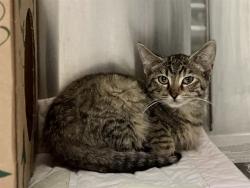 Shelter Stray Female Cat last seen BEL RIDGE, 10521 Baur Blvd, Olivette, MO 63132, USA