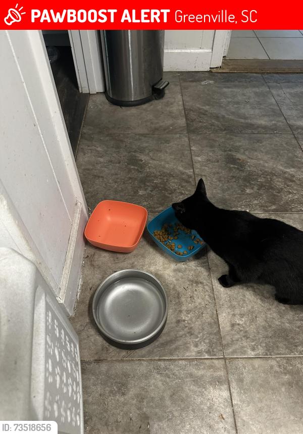 Lost Female Cat last seen East North stree, Greenville, SC 29615
