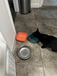 Lost Female Cat last seen East North stree, Greenville, SC 29615