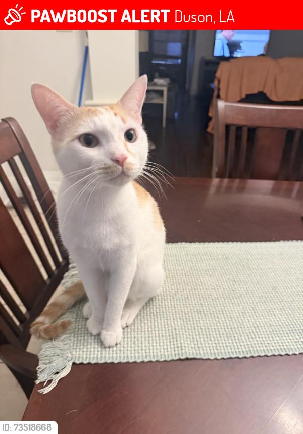 Lost Male Cat last seen Cane run, Duson, LA 70529