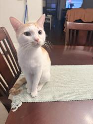 Lost Male Cat last seen Cane run, Duson, LA 70529