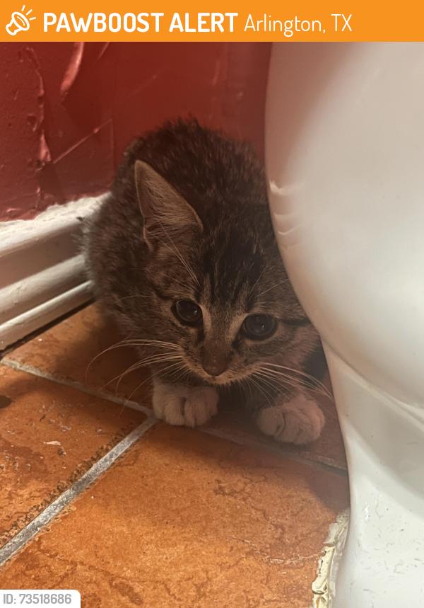 Found/Stray Unknown Cat last seen Riverforest drive, Arlington, TX 76017