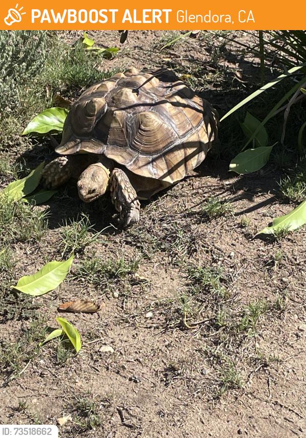 Found/Stray Unknown Reptile last seen Pennsylvania ave, Glendora, CA 91740