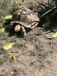 Found/Stray Unknown Reptile last seen Pennsylvania ave, Glendora, CA 91740
