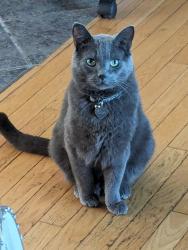 Reunited Male Cat last seen Daly Grove school., Edmonton, AB T6L 3H3