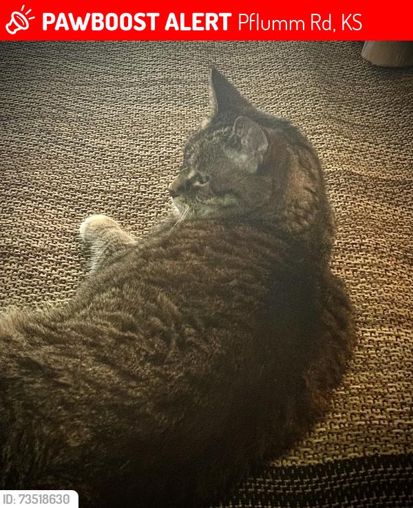 Lost Female Cat last seen Pfflum, Pflumm Rd, KS 66215