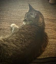 Lost Female Cat last seen Pfflum, Pflumm Rd, KS 66215