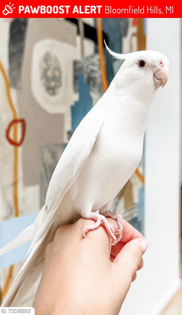 Lost Male Bird last seen Long Lake and Middlebelt, Bloomfield Hills, MI 48302
