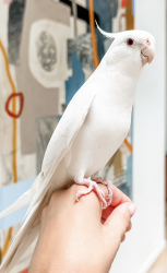 Lost Male Bird last seen Long Lake and Middlebelt, Bloomfield Hills, MI 48302