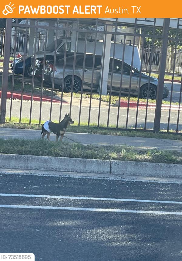 Found/Stray Unknown Dog last seen Between the regal theatre and apmts over on little Texas lane, Austin, TX 78745