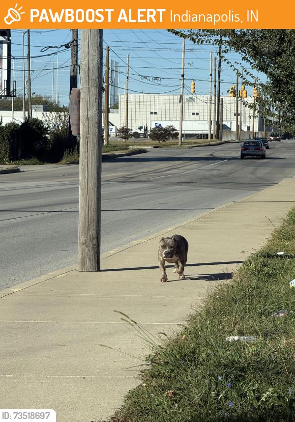 Found/Stray Unknown Dog last seen Marathon Gas, Indianapolis, IN 46203
