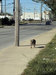 Found/Stray Unknown Dog last seen Marathon Gas, Indianapolis, IN 46203